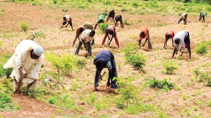 Borno farmers face drought, resort to special prayer