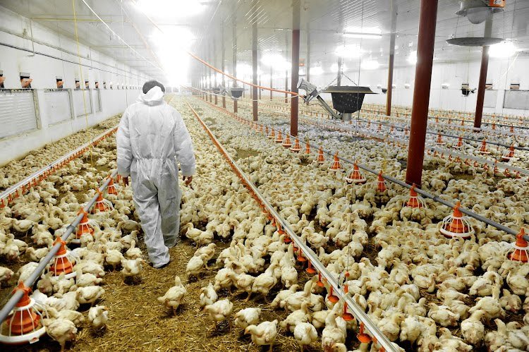 A farmer veterinary walks inside a poultry farm