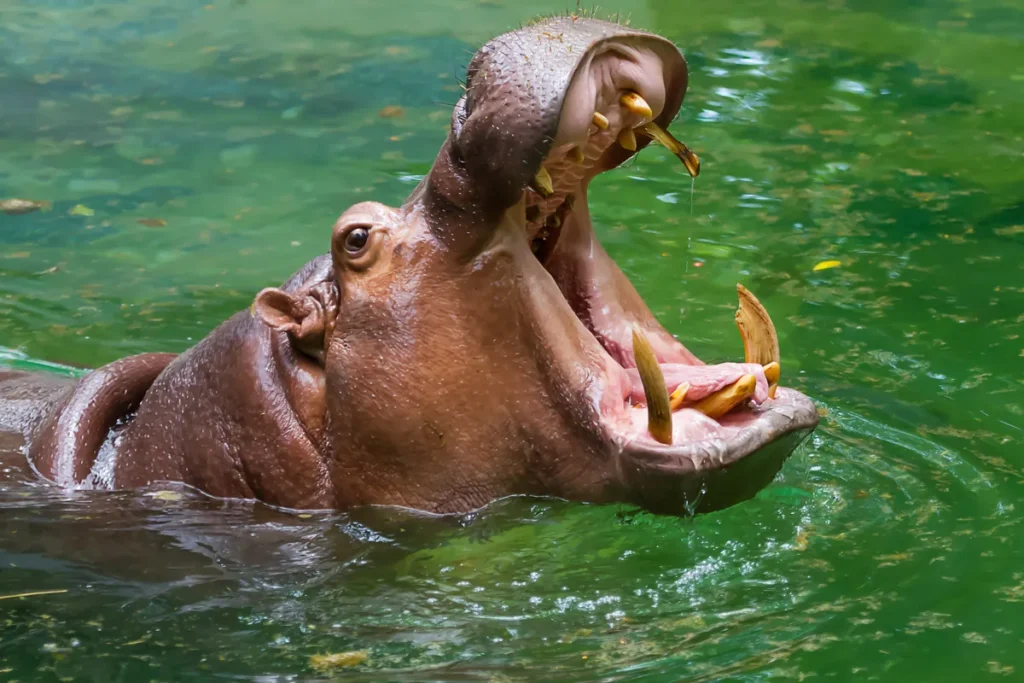 hippo