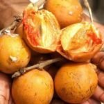 agbalumo-Cherry-fruit